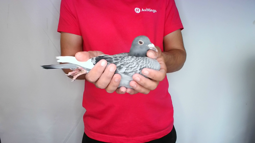 Pigeon image