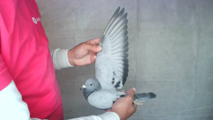 Pigeon image