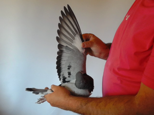 Pigeon image