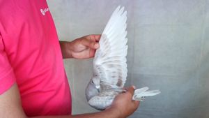 Pigeon image
