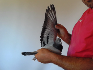 Pigeon image