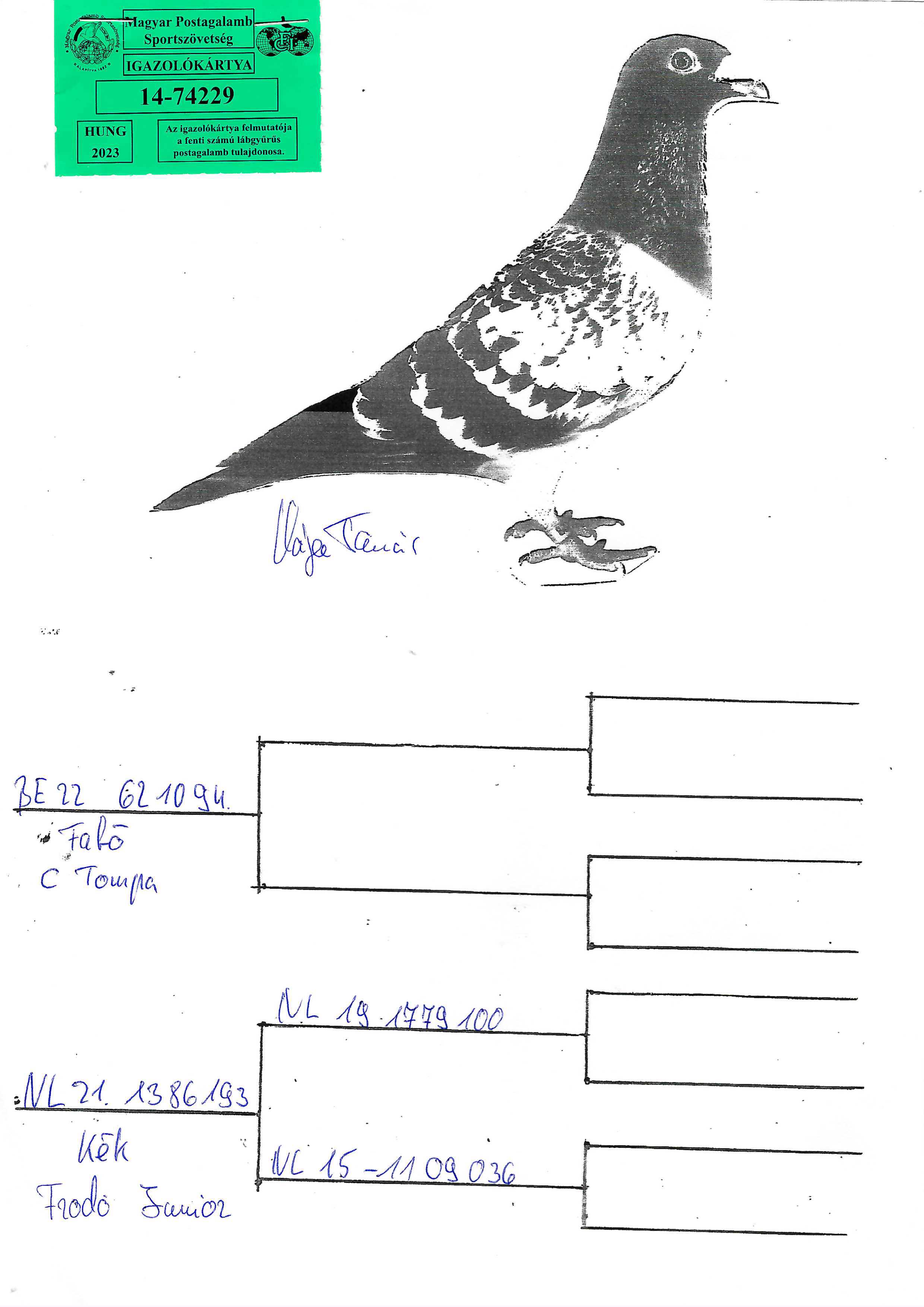 Pigeon pedigree image