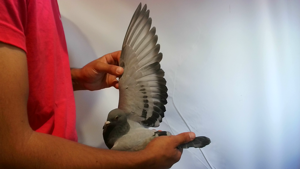 Pigeon image