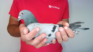 Pigeon image