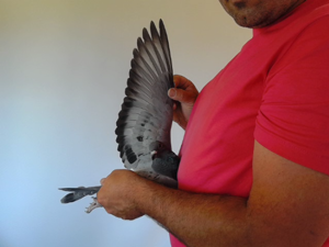 Pigeon image