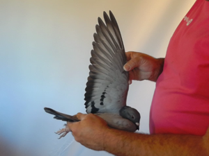 Pigeon image