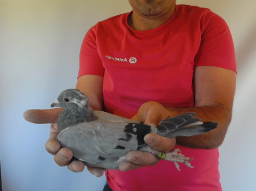 Pigeon image