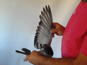 Pigeon image