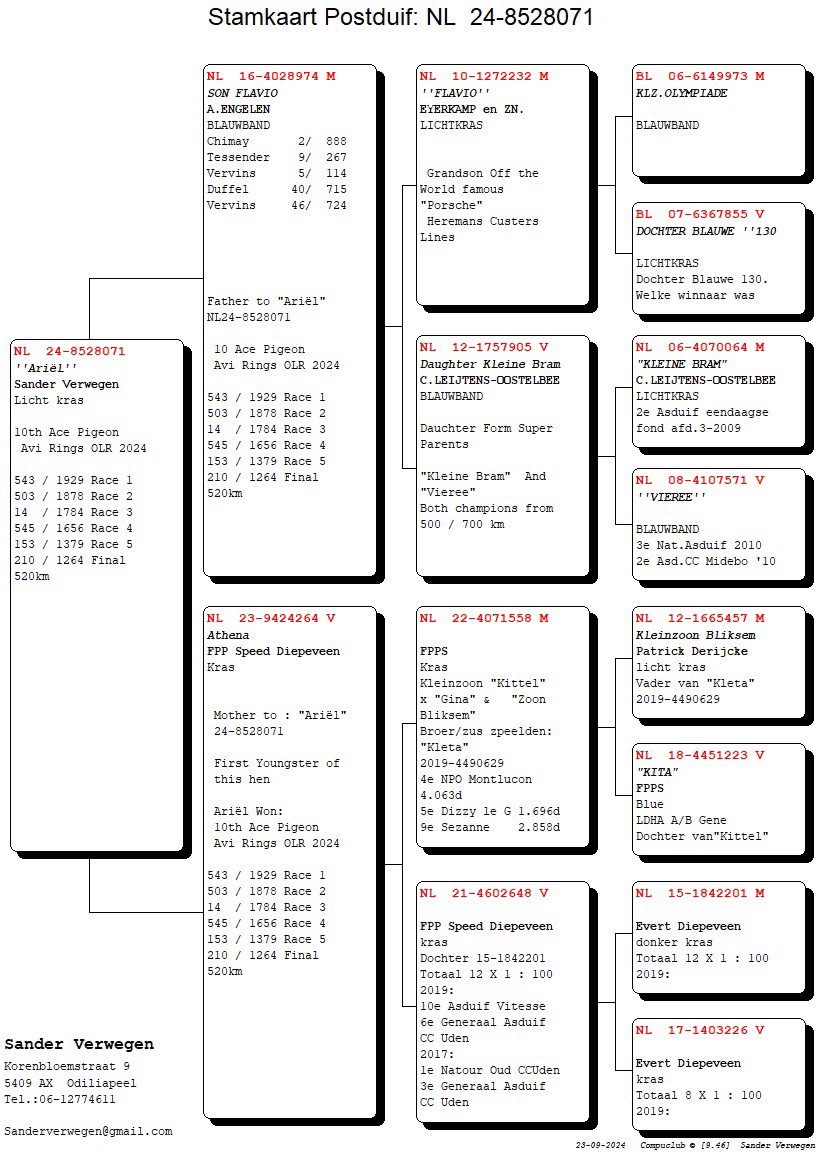 Pigeon pedigree image