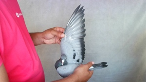Pigeon image