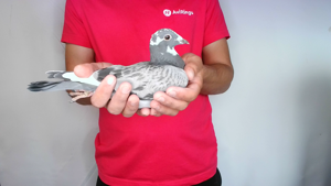 Pigeon image