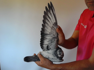 Pigeon image