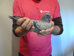 Pigeon image