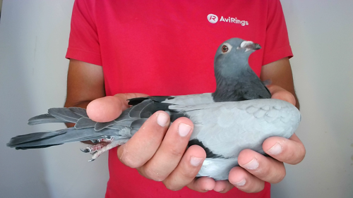 Pigeon image