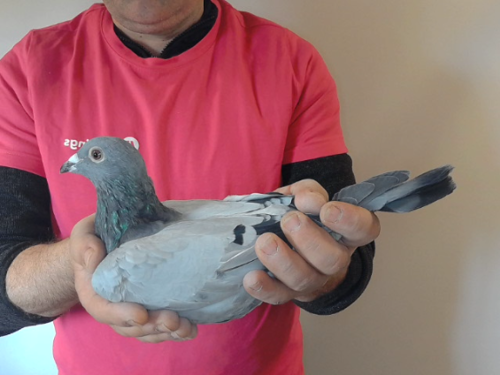 Pigeon image