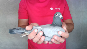 Pigeon image