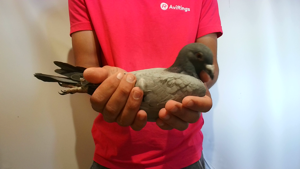 Pigeon image