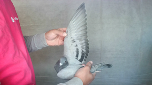 Pigeon image