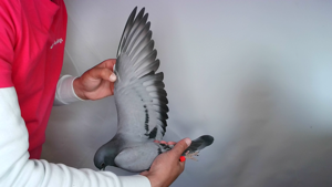 Pigeon image