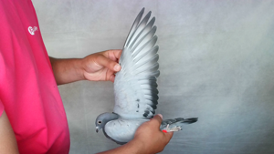 Pigeon image