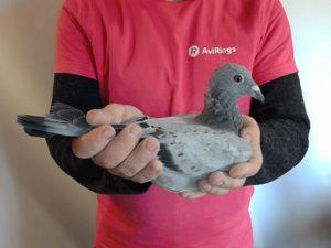 Pigeon image