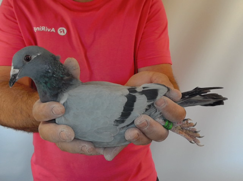 Pigeon image