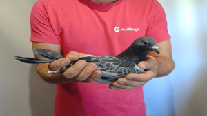 Pigeon image