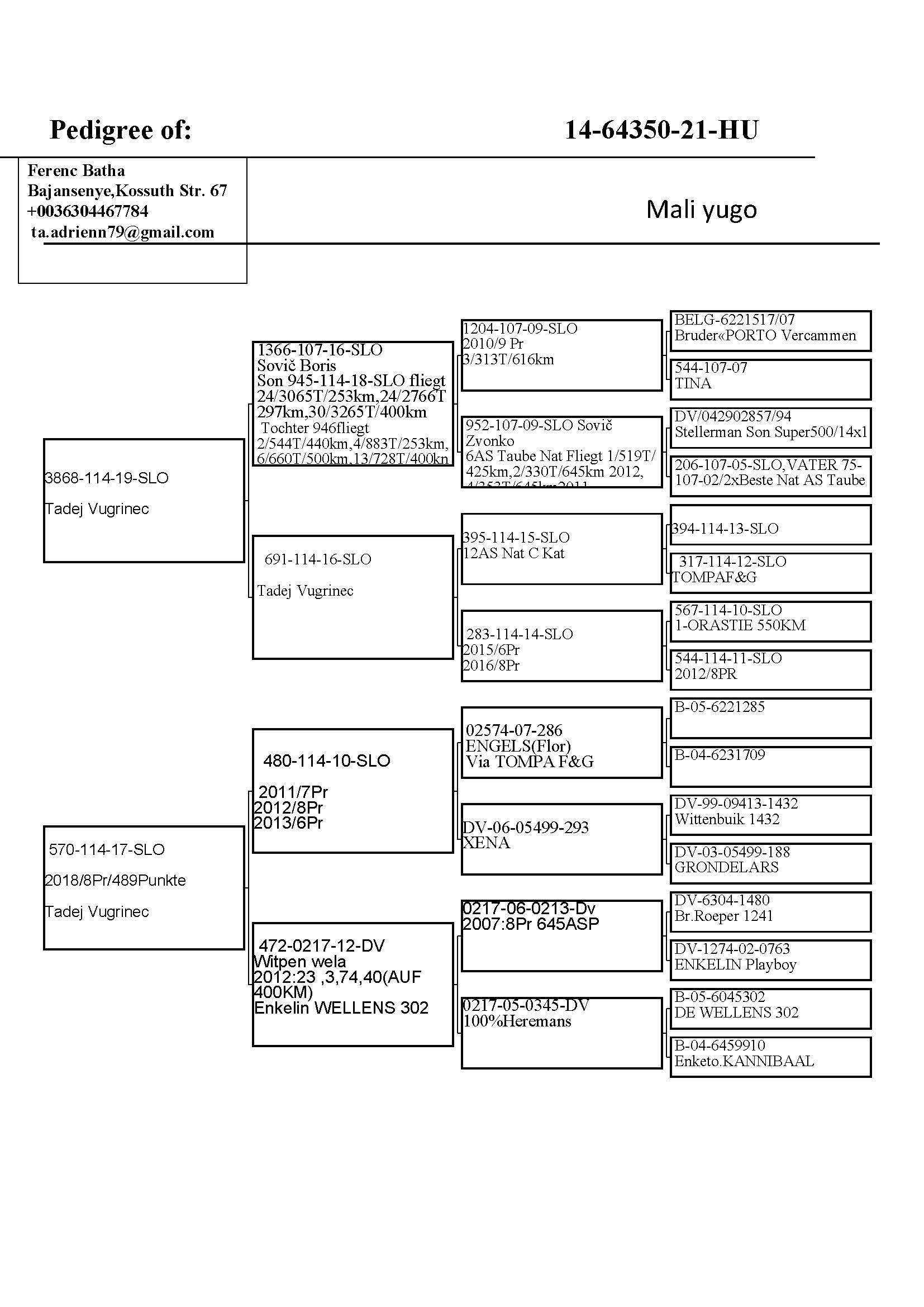 Pigeon pedigree image