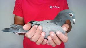 Pigeon image