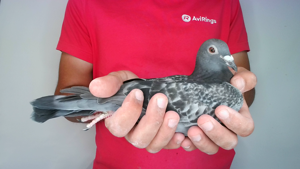 Pigeon image