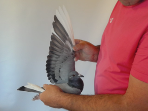 Pigeon image