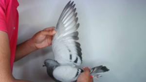 Pigeon image