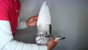 Pigeon image