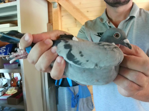 Pigeon image