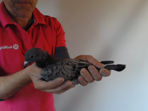 Pigeon image