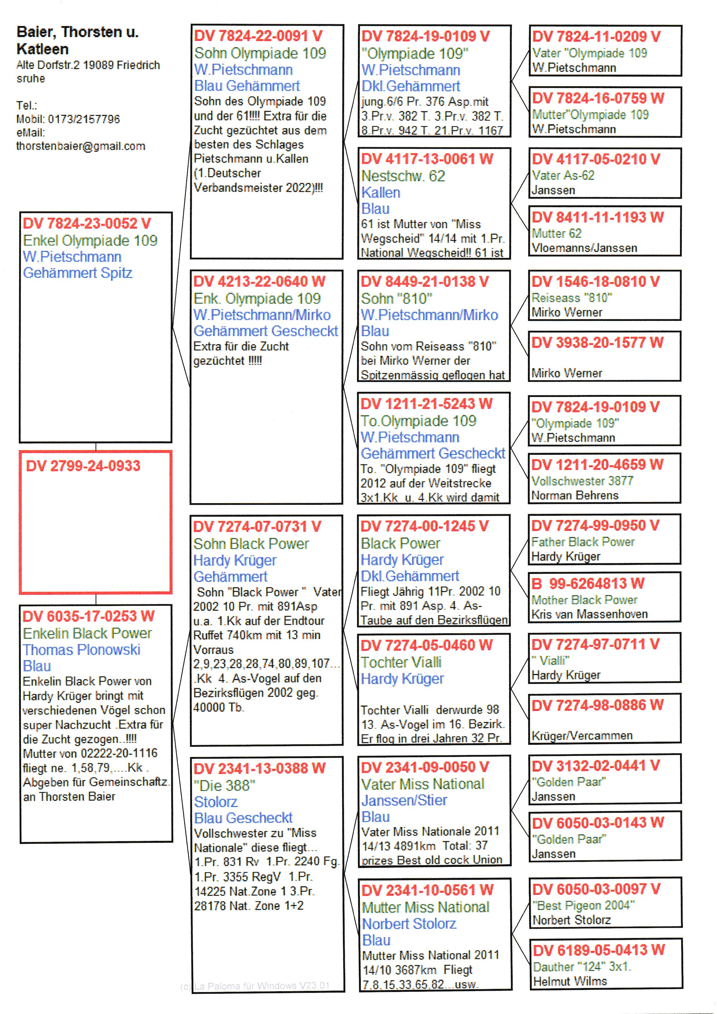 Pigeon pedigree image