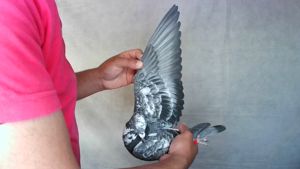 Pigeon image