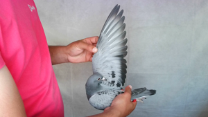 Pigeon image