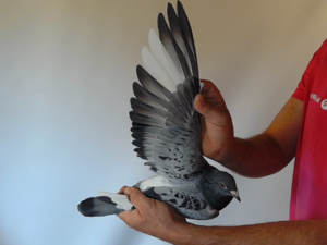 Pigeon image