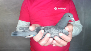 Pigeon image