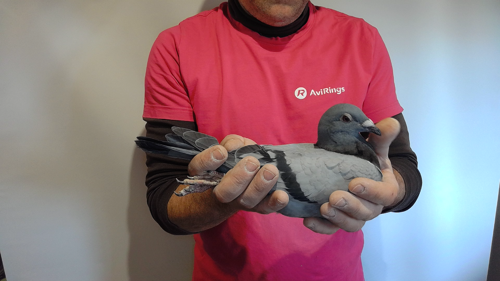 Pigeon image