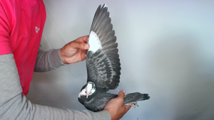 Pigeon image