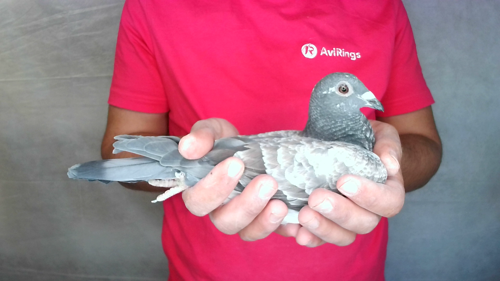 Pigeon image