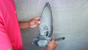 Pigeon image