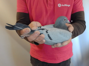 Pigeon image