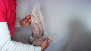 Pigeon image