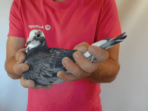 Pigeon image