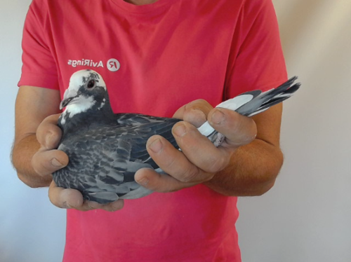 Pigeon image