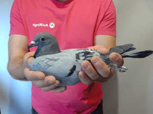 Pigeon image