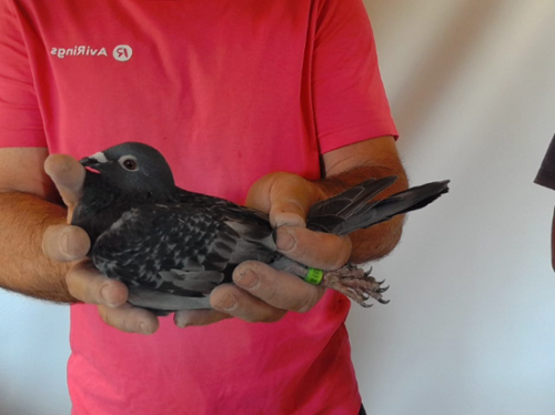 Pigeon image